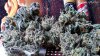Querkle2.jpg Querkle2.jpg