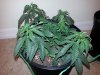 20130323_111537.jpg 20130323_111537.jpg