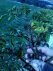 IMG_20130323_102811.jpg