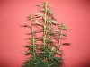 Herb Man Hustling  Week 2 Flowering Part II 047.jpg