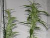 week 7 veg.JPG