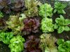Lettuce.jpg