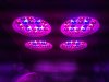 Photon Pro 4 BlackJack Auto Grow. Start (11).jpg