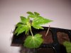 Herb Man Hustling Week 2 Flowering Part II 048.jpg Herb Man Hustling Week 2 Flowering Part II 048.jpg
