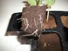 Herb Man Hustling Week 2 Flowering Part II 050.jpg Herb Man Hustling Week 2 Flowering Part II 050.jpg