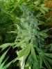 gdpxltc99-9-001.jpg