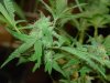 gdpxltc99-1-seed.jpg