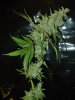 gdpxltc99-9-003.jpg