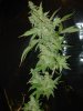 gdpxltc99-9-004.jpg