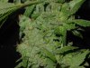 gdpxltc99-9-005.jpg