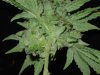 gdpxltc99-9-006.jpg