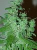 gdpxltc99-9-007.jpg