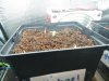 Michael sprouting 72 hours.jpg