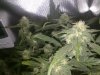 Cheese Flowering Week 3  (5).jpg