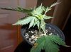100_0265.JPG