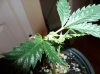 100_0268.JPG