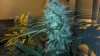 2013-03-25_19-57-36_409.jpg