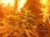 Powerk4weeks Flower.jpg