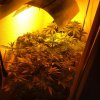 grow room.jpg