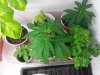 20130325_201604.jpg