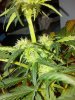 2013-03-20_22-46-41_179.jpg 2013-03-20_22-46-41_179.jpg