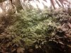 wk5FlowerRoom.jpg wk5FlowerRoom.jpg