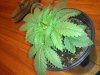 2013-03-27 19.29.58.jpg