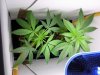 plant 2.jpg