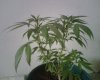 IMG01778.jpg