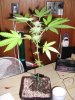 plant.jpg