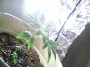 Picture0005.jpg