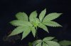 Mickey Kush (1 of 7).jpg Mickey Kush (1 of 7).jpg