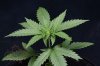 Mickey Kush (2 of 7).jpg