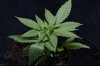 Mickey Kush (3 of 7).jpg Mickey Kush (3 of 7).jpg