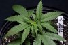 Mickey Kush (6 of 7).jpg