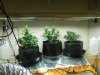 Seedman White Widow Light Level.jpg