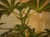 3-30-13 flower 2.jpg