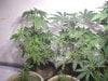 3-30-13 veg 5.jpg 3-30-13 veg 5.jpg