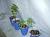 3-30-13 veg 6.jpg 3-30-13 veg 6.jpg