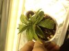 maryjane2.jpg