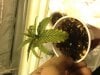 maryjane3.jpg