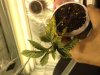 maryjane4.jpg