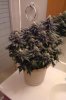 5 week flower 1.jpg