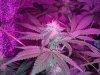 IMG_20130331_172100_812.jpg