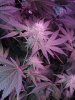 IMG_20130331_172157_332.jpg