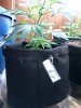 TBplant.jpg TBplant.jpg