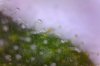 LSD-big 3-31-2013 8-44-24 PM.jpg