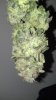plant 2.jpg