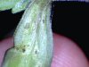 mites2.jpg