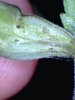 mites2.jpg